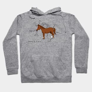 Anatomy of a Horse Hoodie